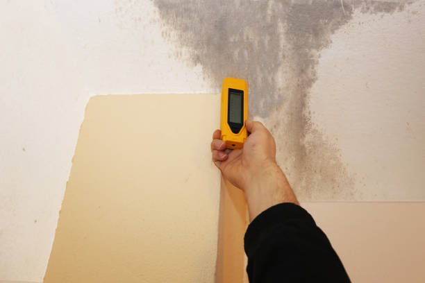 Best Environmental Consulting for Mold Prevention  in Vander, NC