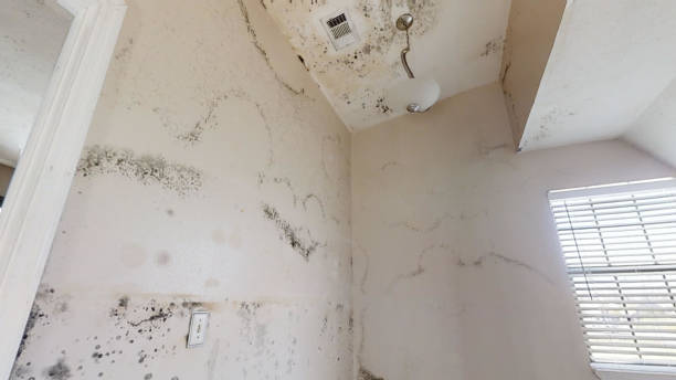 Best Mold Remediation for Healthcare Facilities  in Vander, NC