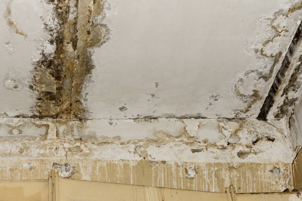Best Flood Damage  in Vander, NC