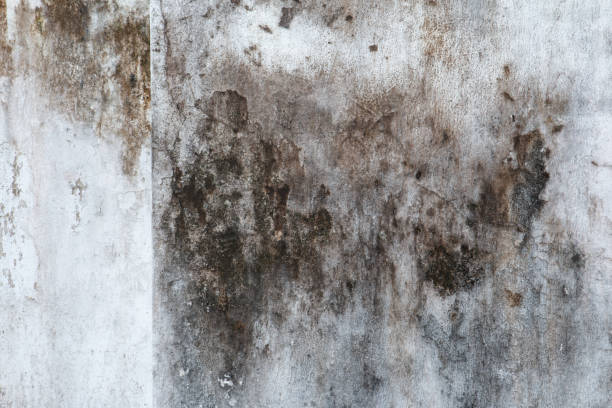 Biohazard Mold Removal in Vander, NC