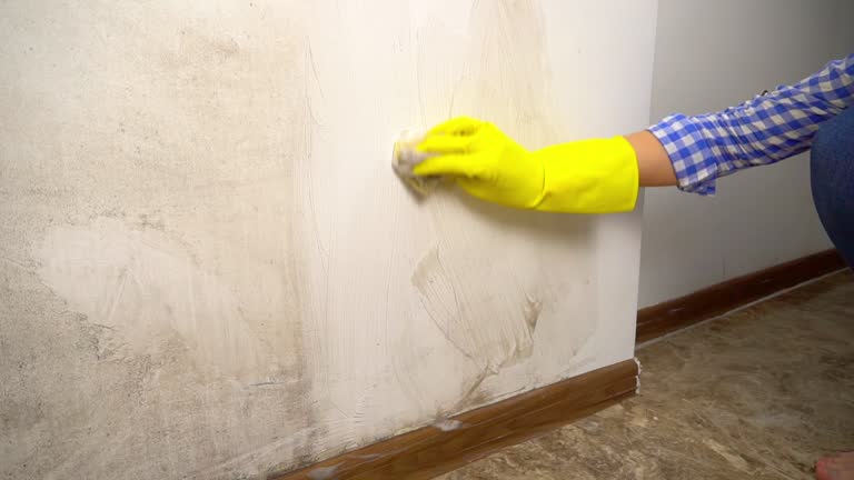 Best Comprehensive Air Testing for Mold Contaminants  in Vander, NC