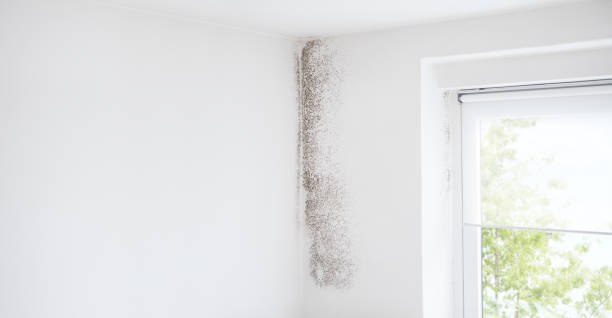Best Mold Removal for HVAC Installations  in Vander, NC