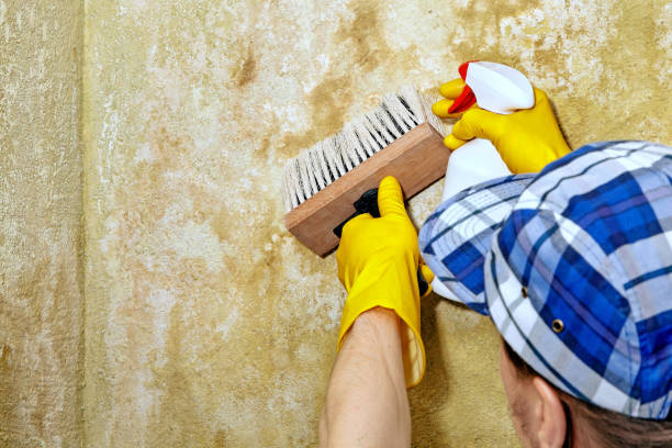 Best Air Quality Testing for Mold Spores  in Vander, NC