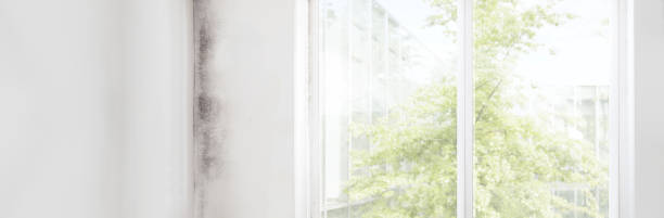 Best Mold-Related Health Consultation  in Vander, NC