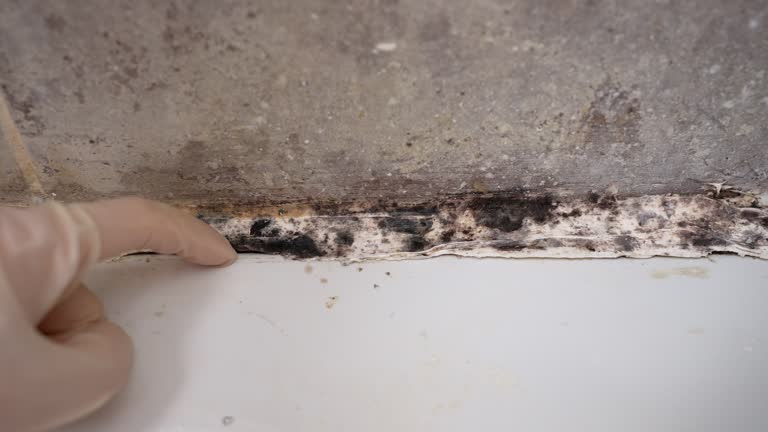 Best Real Estate Mold Inspection  in Vander, NC