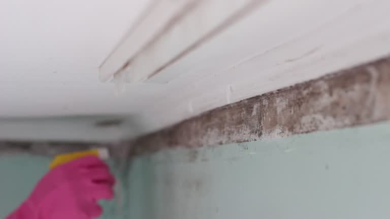 Best Mold Prevention Services  in Vander, NC